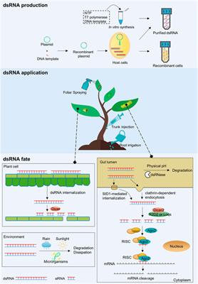 RNAi-based pest control: Production, application and the fate of dsRNA